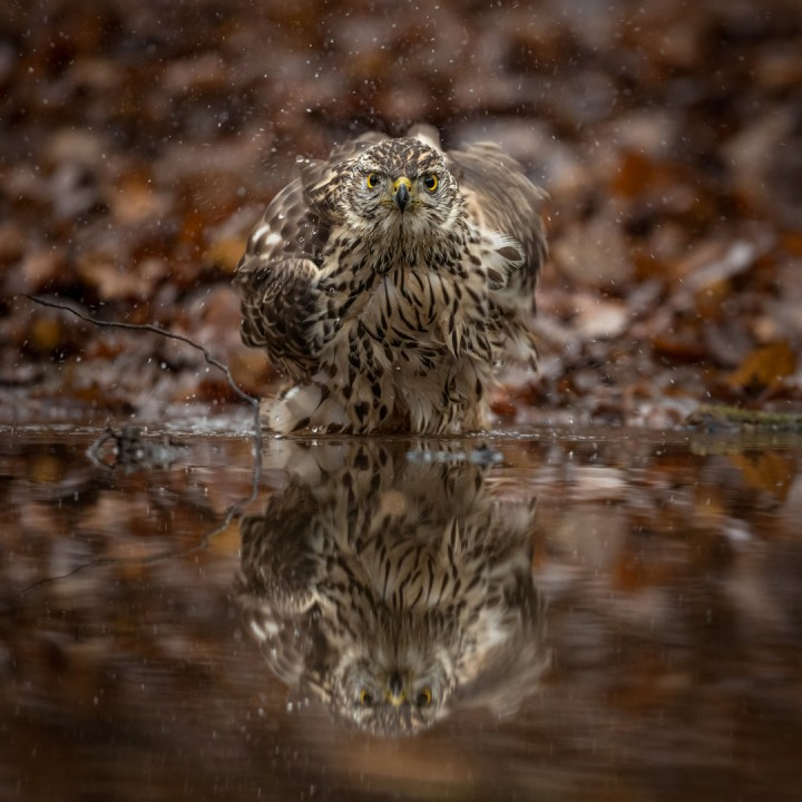 Szkolenia i fotołowy